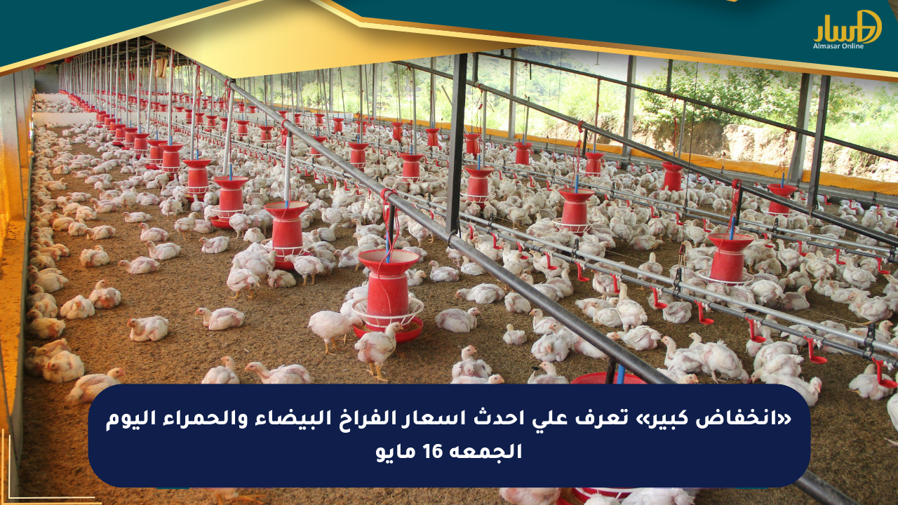 «انخفاض كبير» تعرف على أحدث أسعار الفراخ البيضاء والحمراء اليوم الجمعة 16 مايو